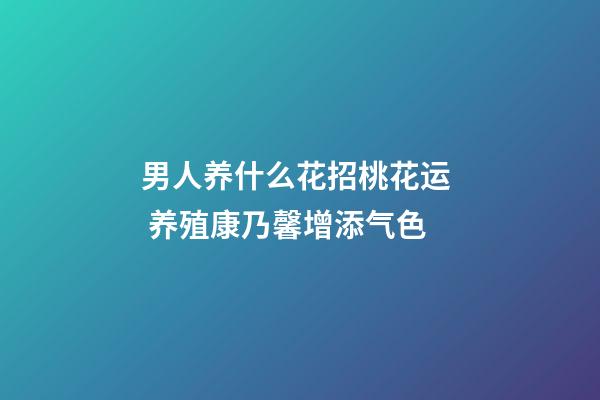 男人养什么花招桃花运  养殖康乃馨增添气色